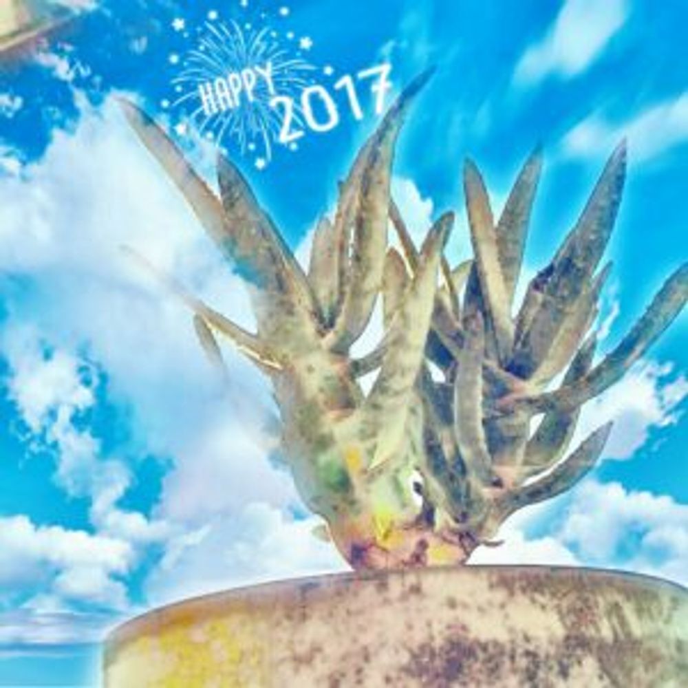 Photo by toshiさん