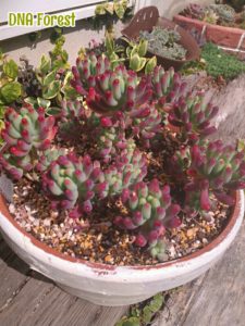 多肉植物にも季節がある？セダムの紅葉｜🍀GreenSnap（グリーンスナップ）