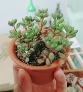 多肉植物にも季節がある？セダムの紅葉｜🍀GreenSnap（グリーンスナップ）