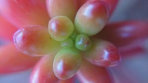 多肉植物にも季節がある？セダムの紅葉｜🍀GreenSnap（グリーンスナップ）