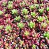 多肉植物にも季節がある？セダムの紅葉の画像