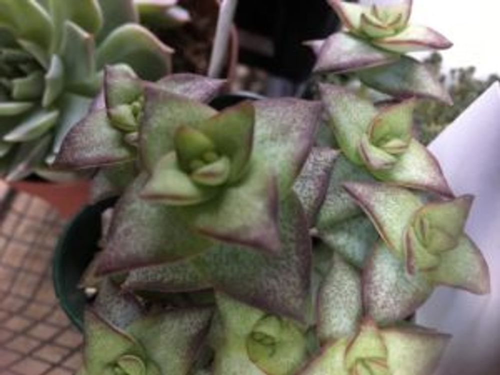 Photo by Garden of Kさん