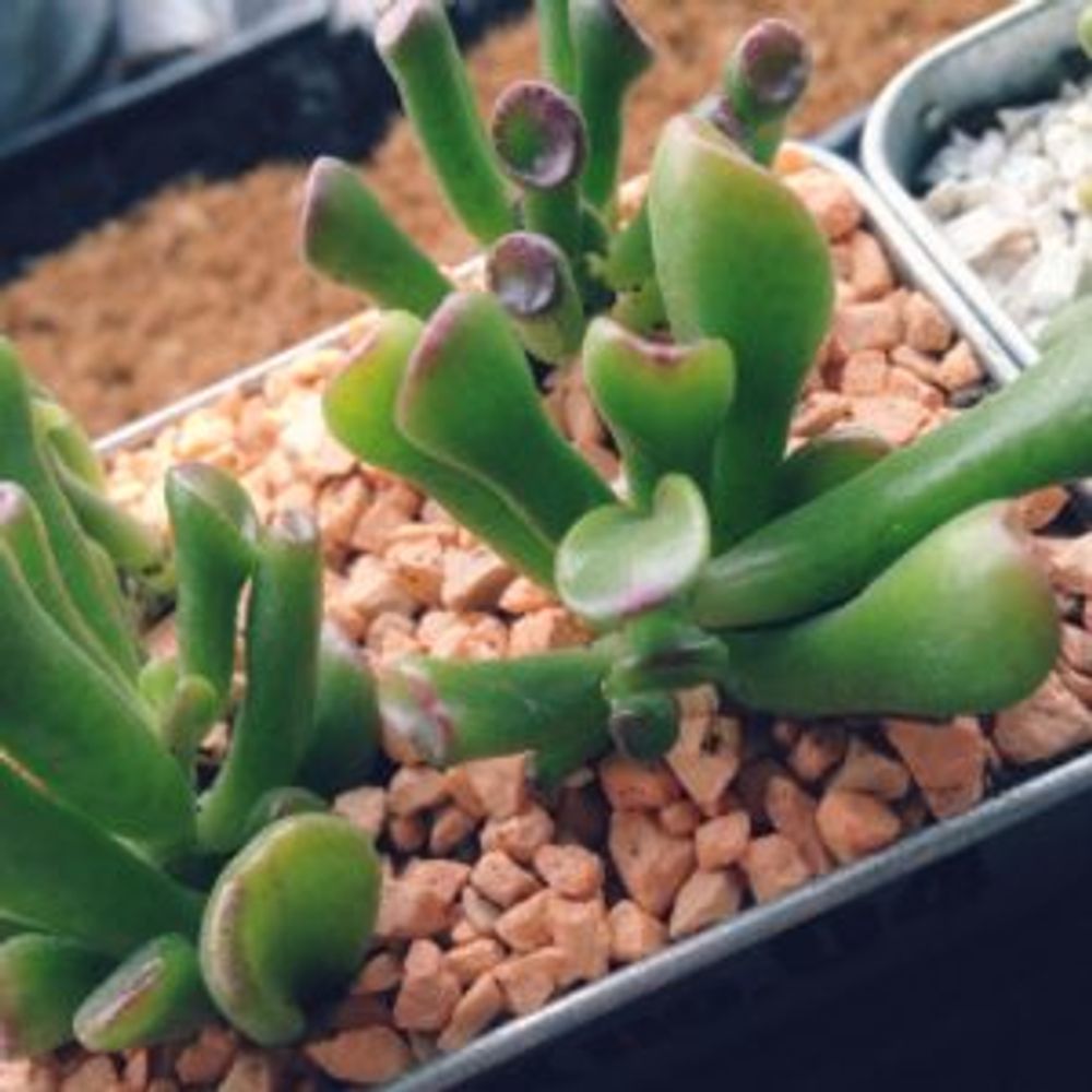 Photo by RIYUKAさん