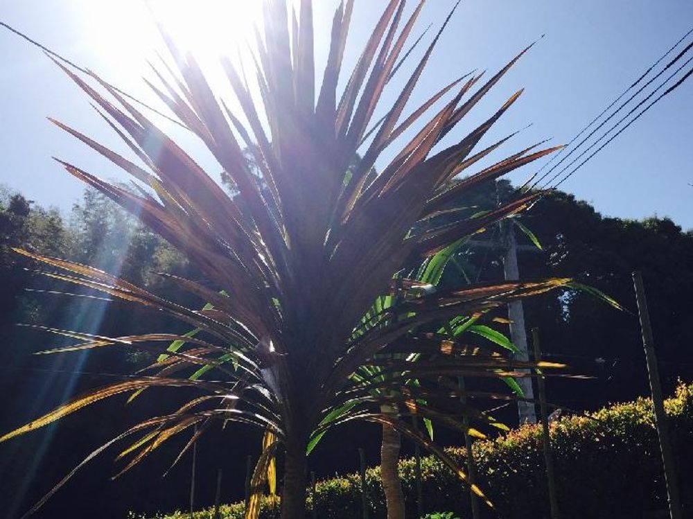 コルジリネ　鉢植え　日光