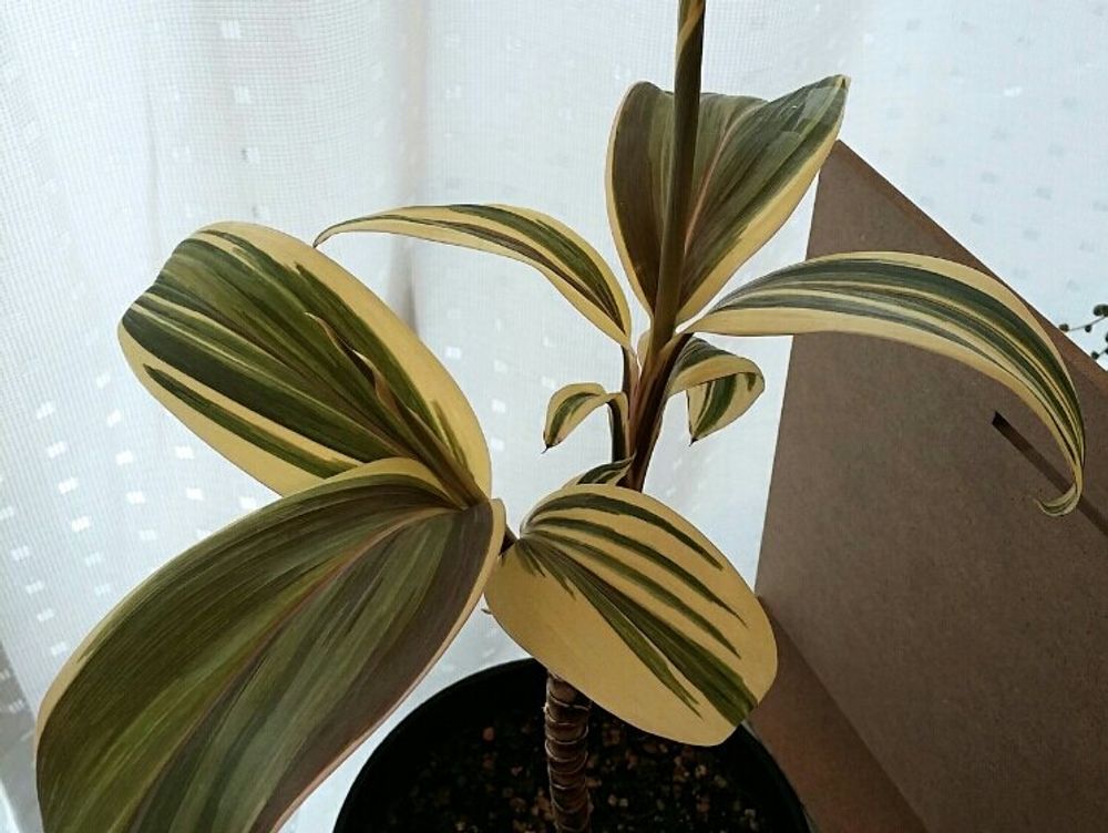 コルジリネ　鉢植え　窓際　カーテン