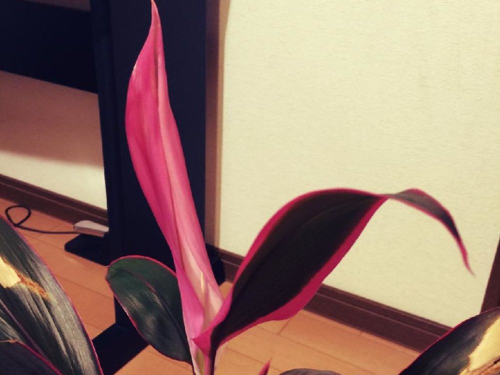コルジリネ　鉢植え　屋内