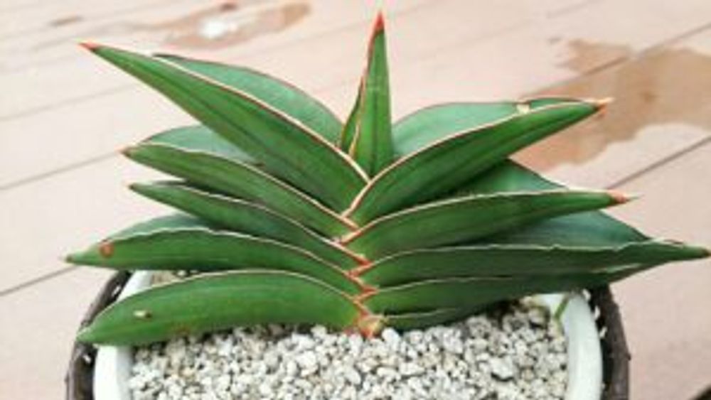 Photo by なおぞさん