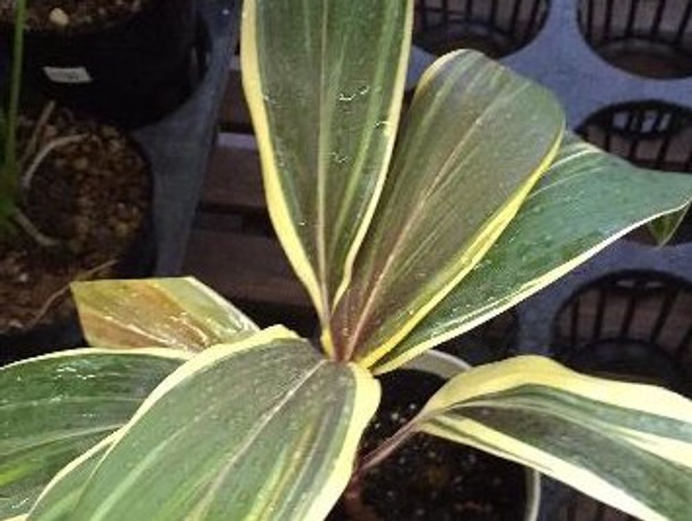 コルジリネ　鉢植え　葉