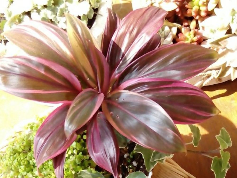 コルジリネ　鉢植え　葉