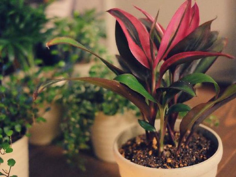 コルジリネ　葉　屋内