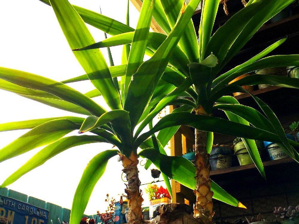 ユッカ(青年の木)　鉢植え　株　屋外