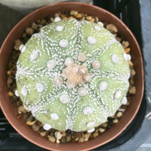 多肉植物、サボテンの種類を3選紹介！｜🍀GreenSnap（グリーンスナップ）