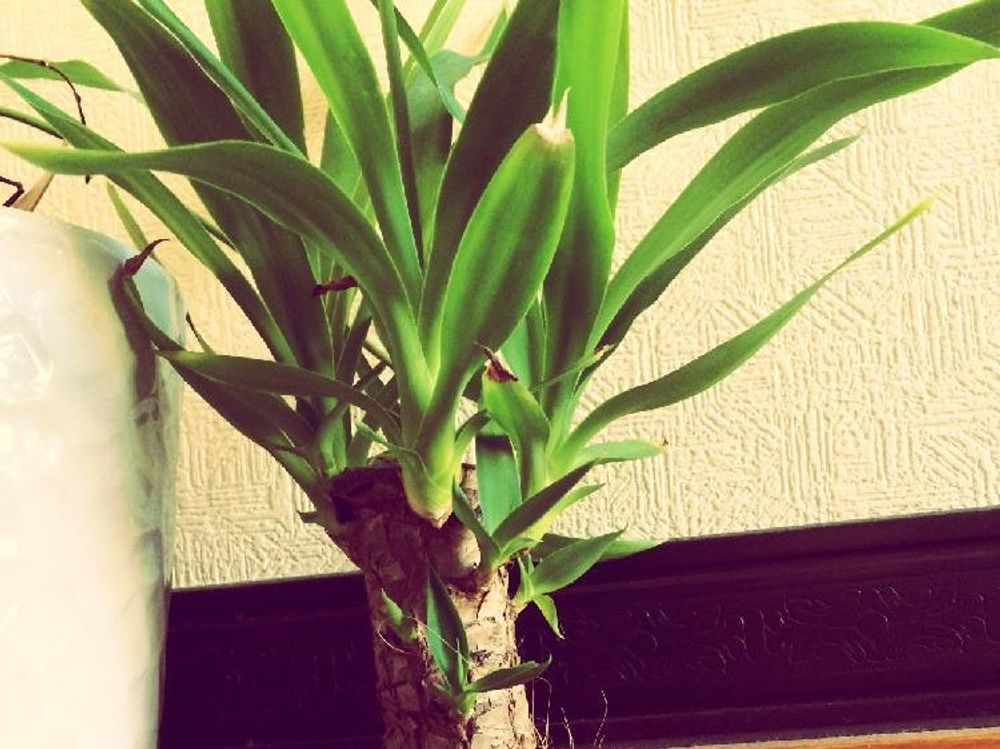 ユッカ(青年の木)　鉢植え