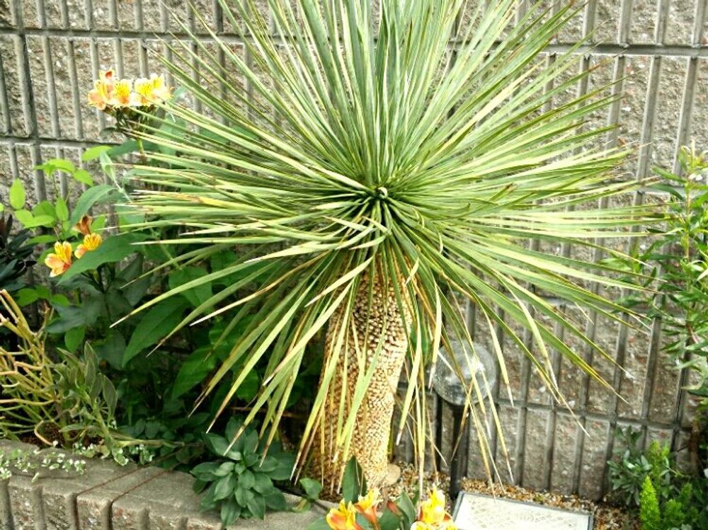ユッカ(青年の木)　株　屋外