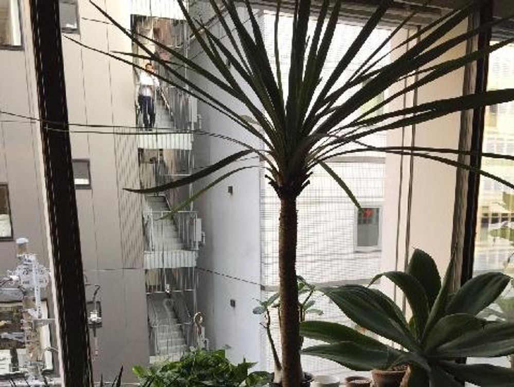 ユッカ(青年の木)　鉢植え　窓際