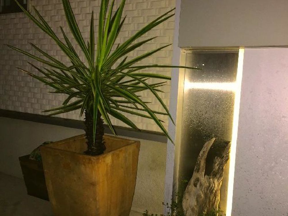 ユッカ(青年の木)　鉢植え　夜