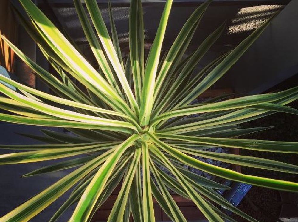ユッカ(青年の木)　鉢植え　葉