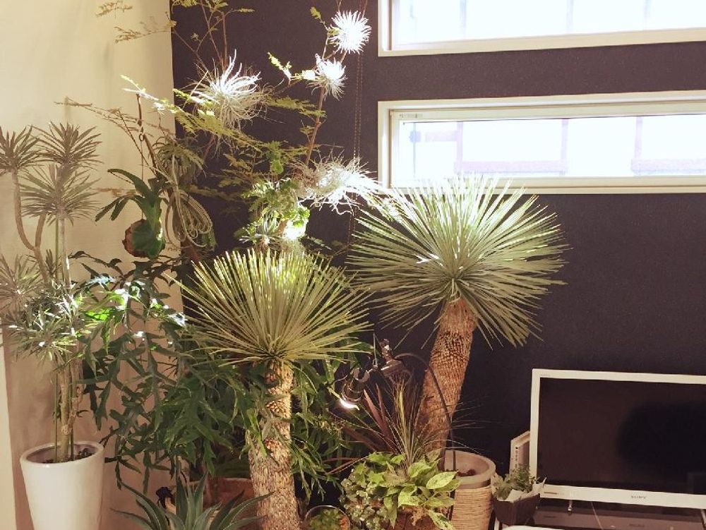 ユッカ(青年の木)　鉢植え　窓際