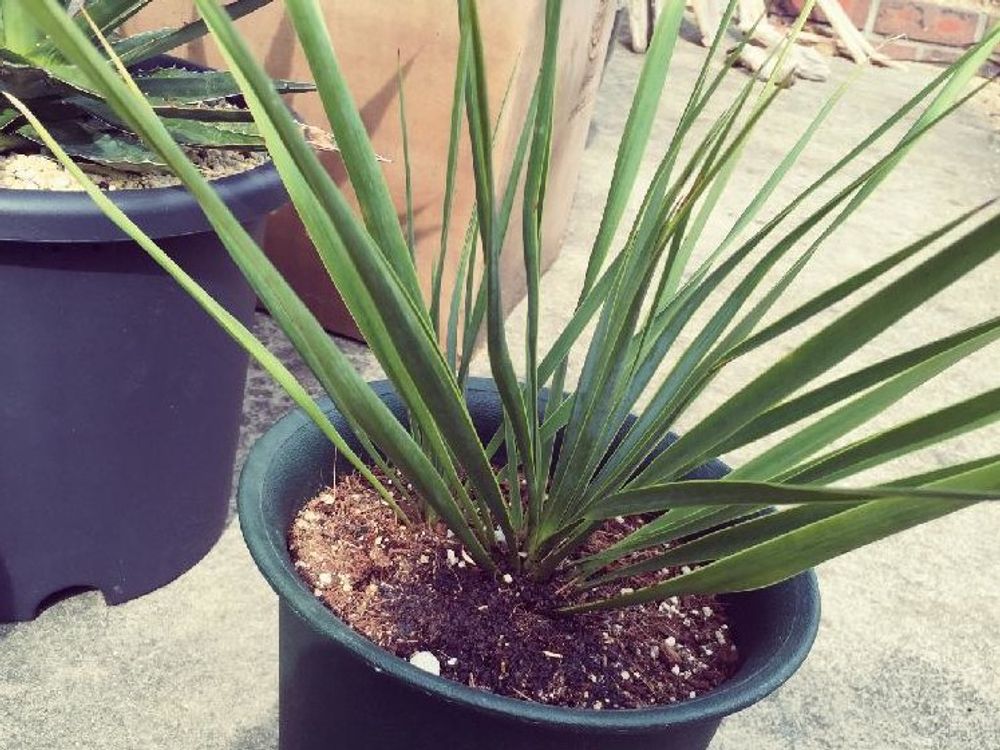 ユッカ(青年の木)　鉢植え　株