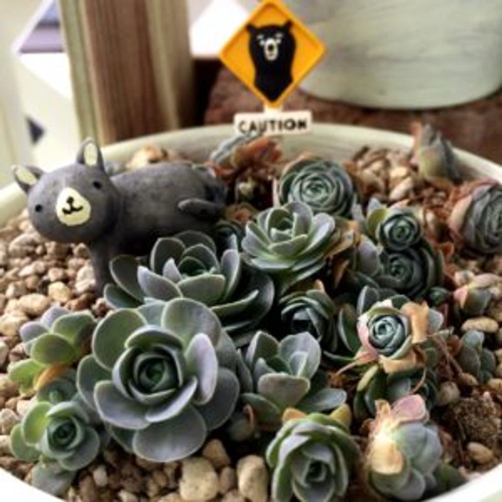 Photo by しまねこさん