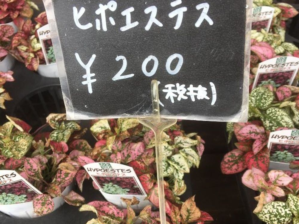 ヒポエステス　鉢植え