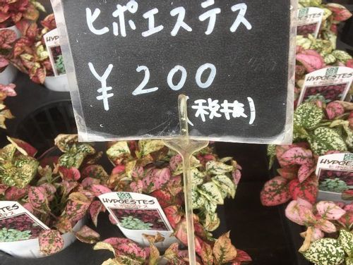ヒポエステスの育て方 ハイドロカルチャーでも育てられるの Greensnap グリーンスナップ ヒポエステスの育て方 ハイドロカルチャーでも育てられるの Greensnap グリーンスナップ