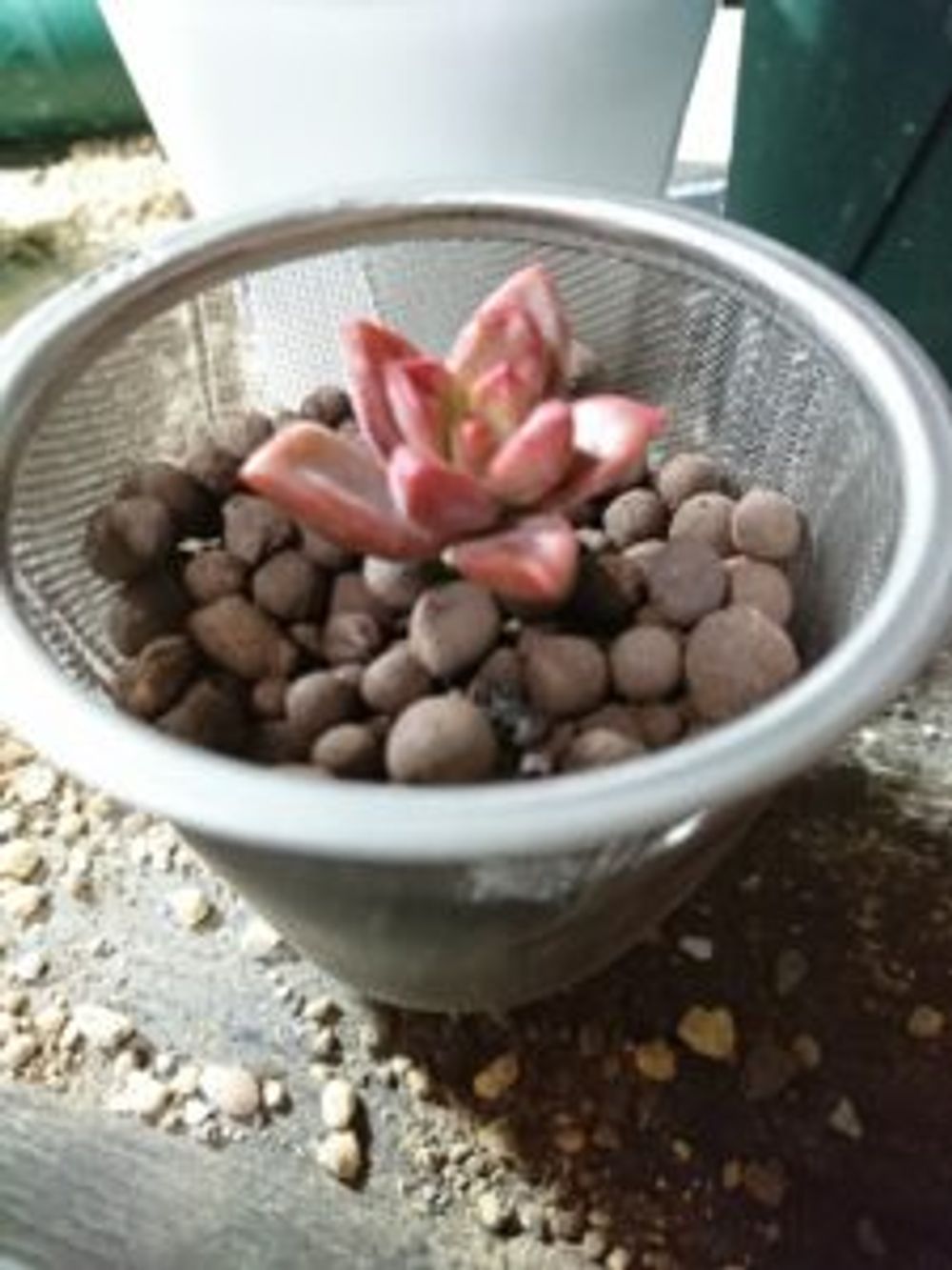 Photo by 減塩醤油