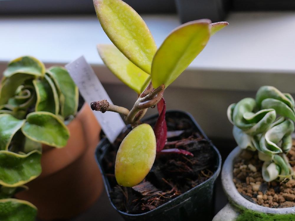 ホヤ ヘウスケリアナイエロー 花座有 抜き苗 - 植物/観葉植物