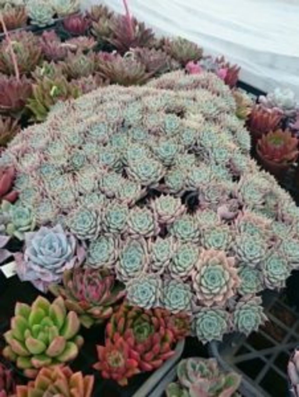 Photo by miariさん