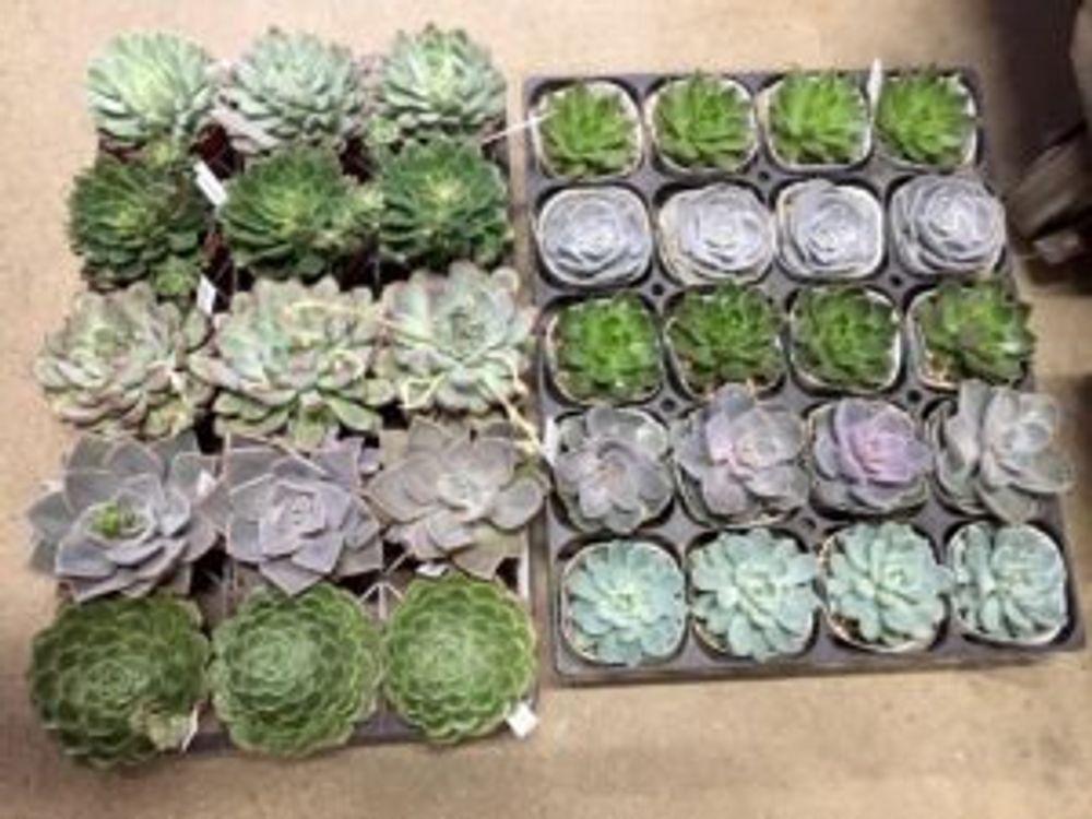 Photo by 花歩太郎さん