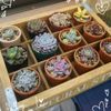 多肉植物がオンラインショップで買えちゃう？の画像