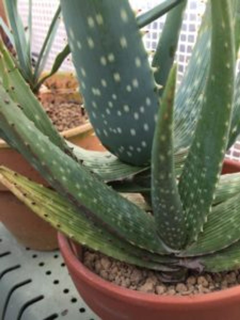 Photo by はんぺんさん