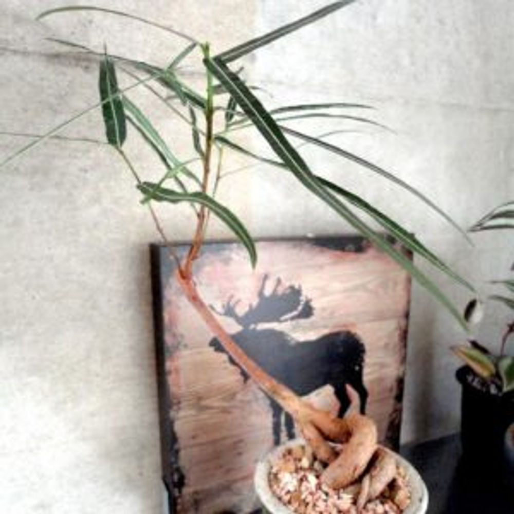 Photo by AJIKA0u0さん