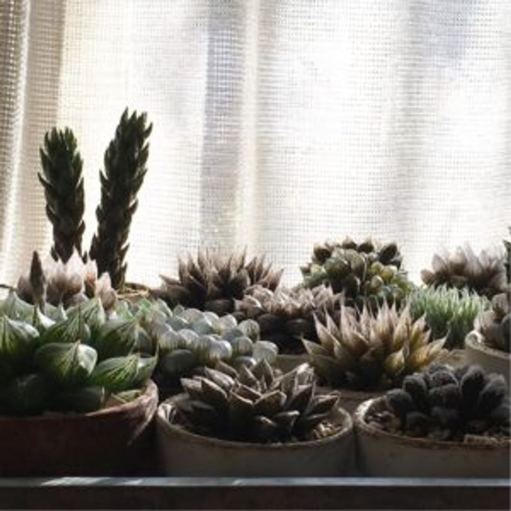 Photo by kotomouさん