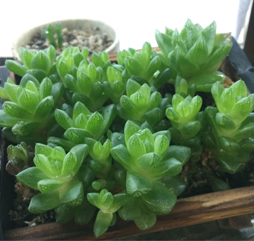 Photo by ゴチラさん