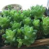 日陰にも強い多肉植物、ハオルチア！軟葉系と硬葉系の2種類がある？の画像
