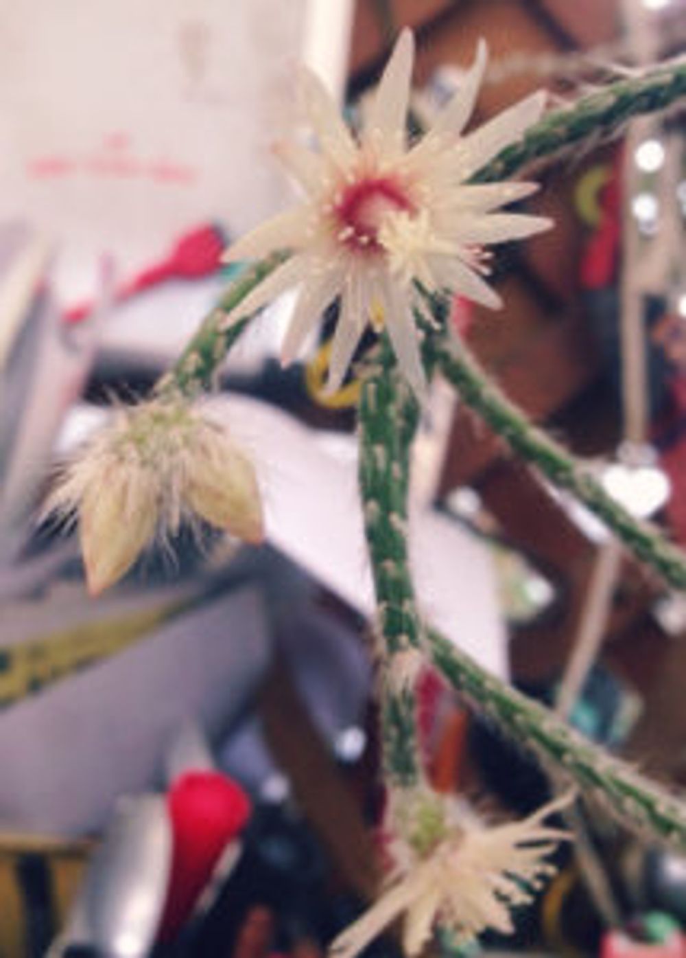 Photo by taiyo-greenさん