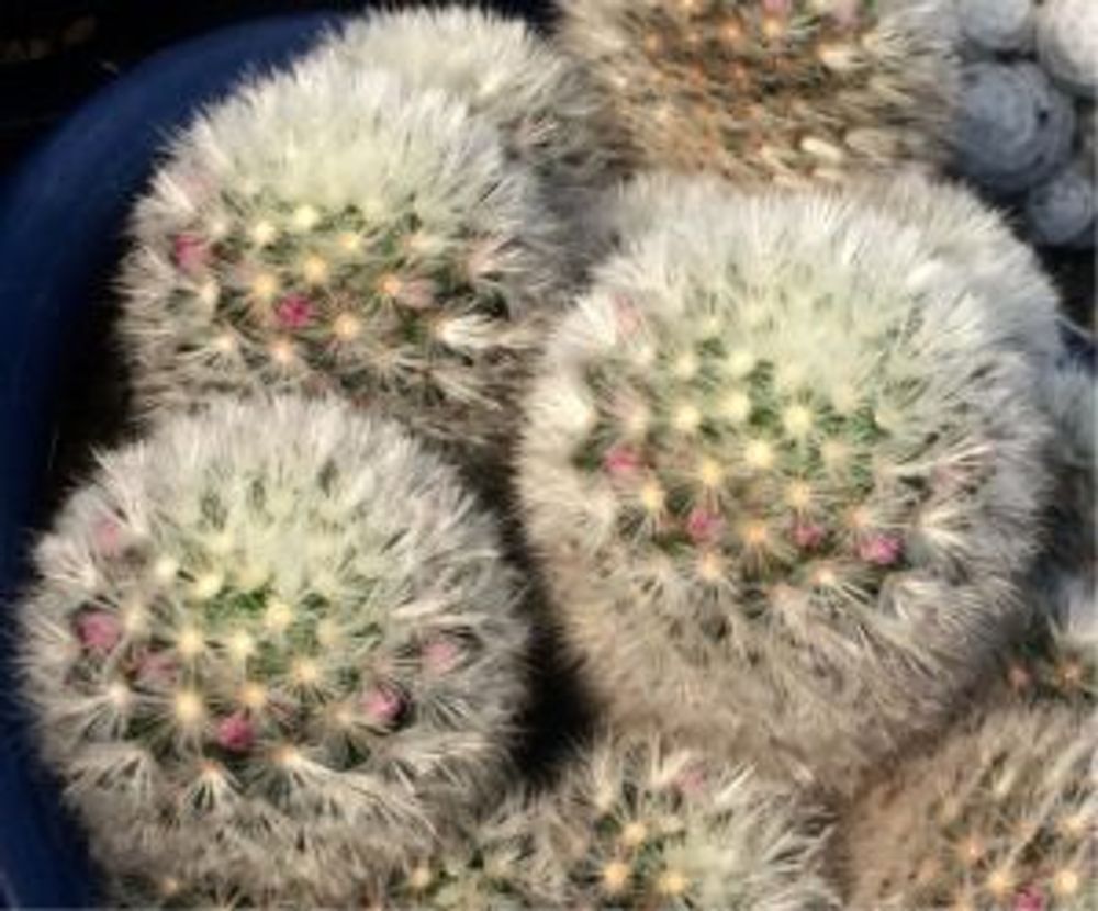 Photo by さぼちゃんだいすきさん