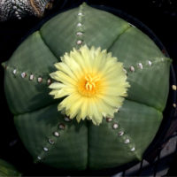鉢で育てられる人気のサボテンの花！の画像