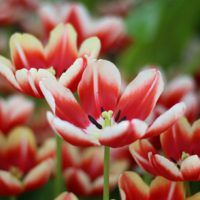 お庭を春色にしてくれる！初心者にもおすすめの春の花7選の画像
