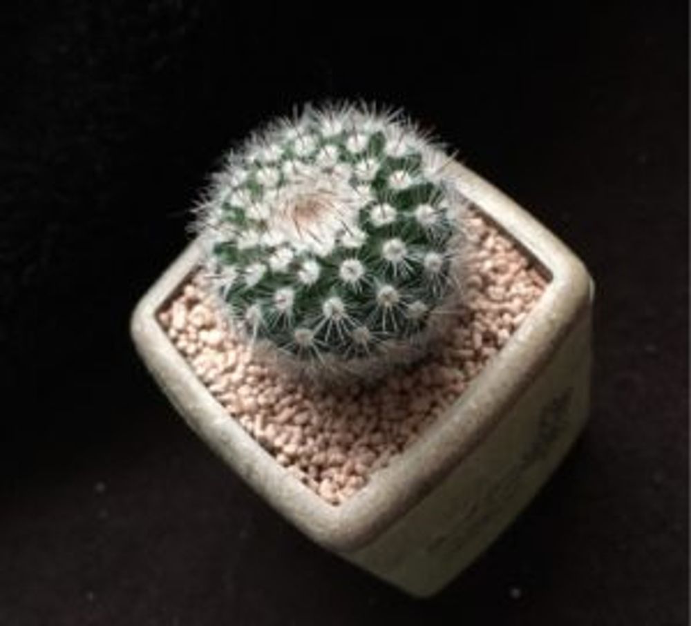 Photo by 長月はぐれさん