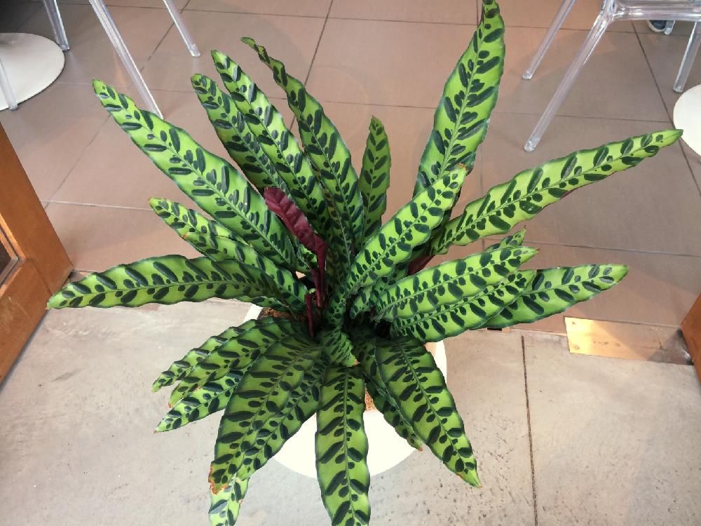 カラテア　鉢植え　葉