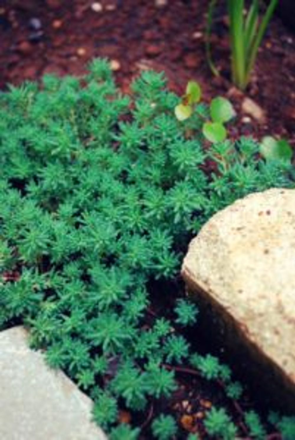 Photo by もみじさん