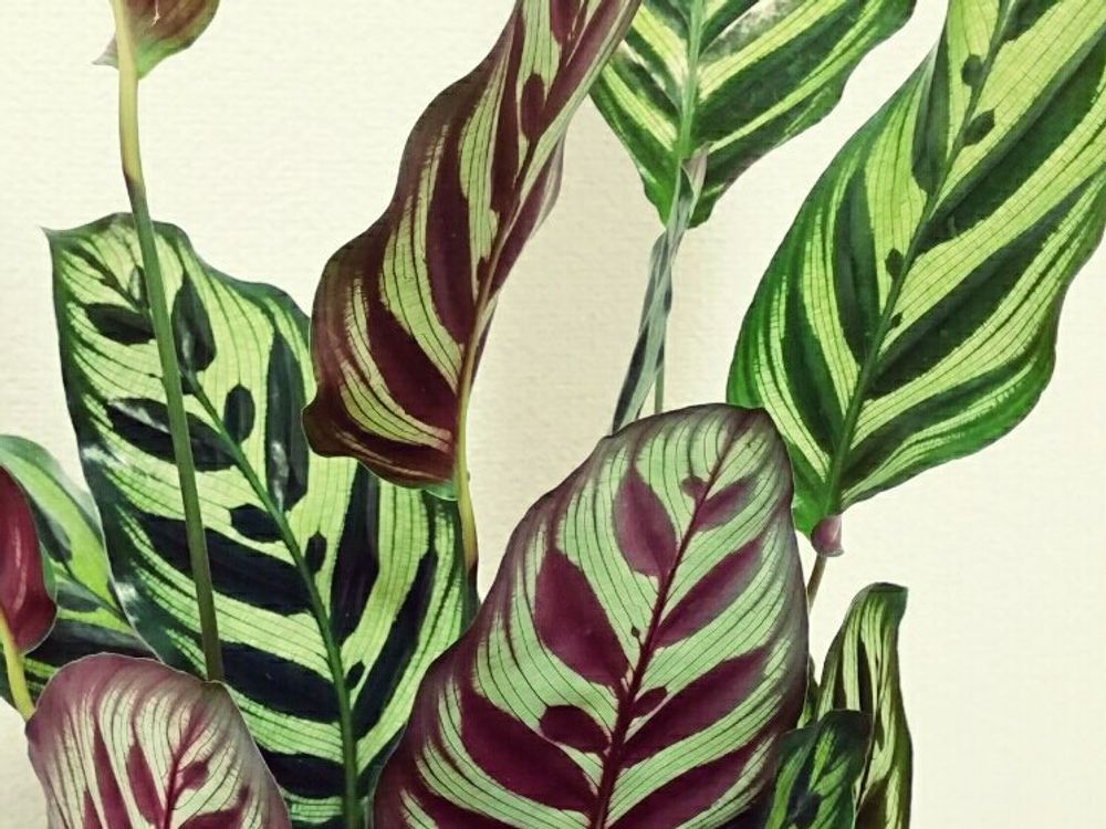 カラテア　鉢植え　葉　模様