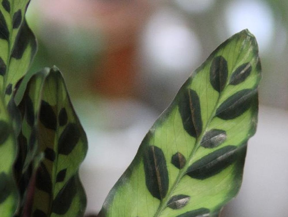 カラテア　葉　模様