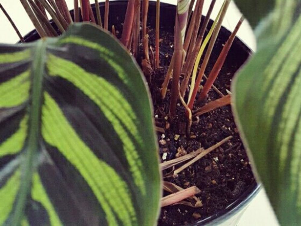 カラテア　鉢植え　葉