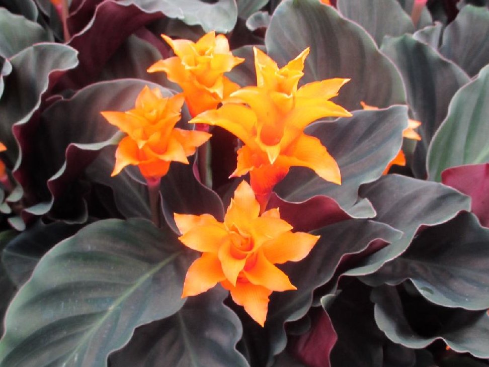 カラテア　オレンジ色の花