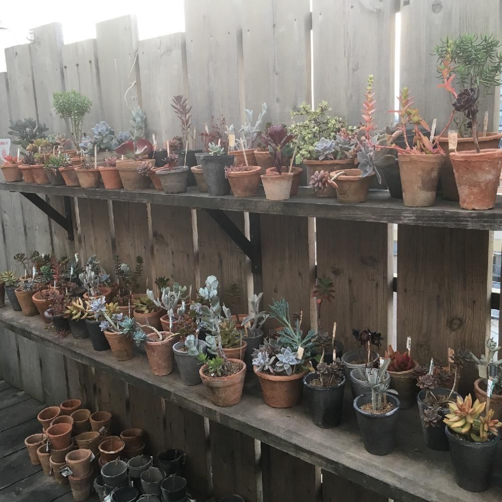 Photo by JapaneseKitchenさん