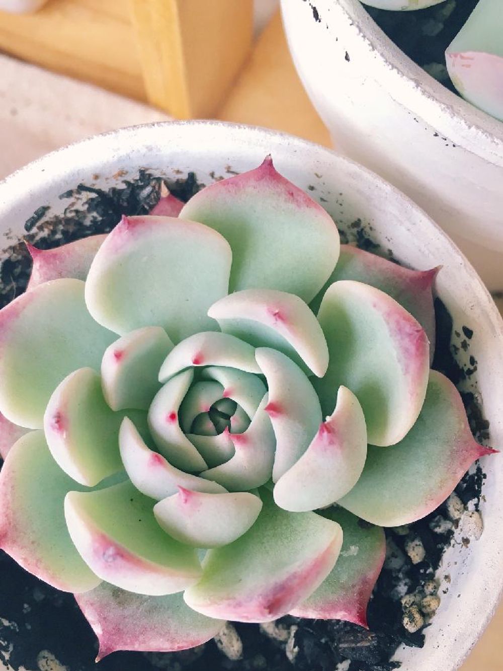 Photo by ここさん