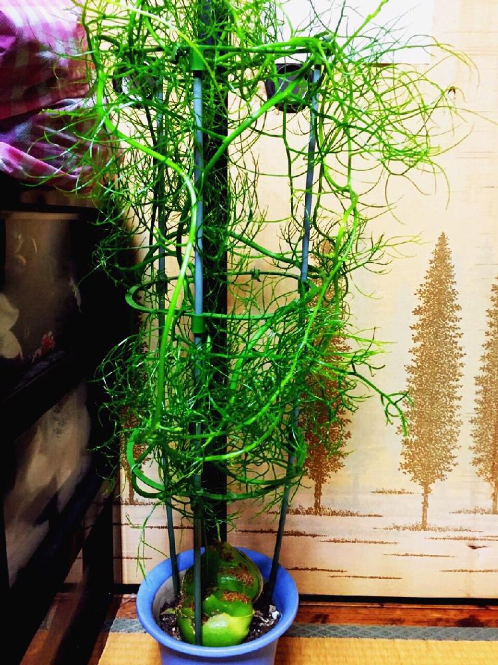 Photo by ケイちゃんさん